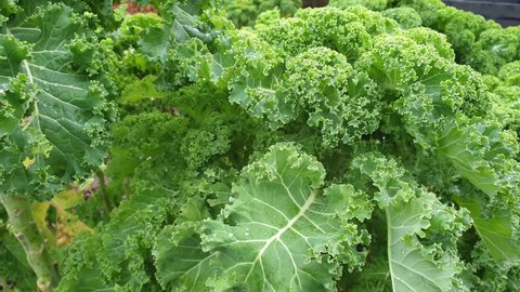Kale January in the kitchen garden
