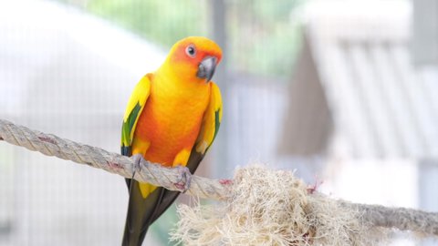 Close up Colorful yellow orange green love bird chirping while standing on rope by camera hand held move out
