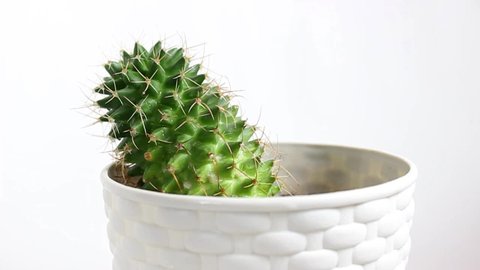Indoor cactus in a pot close-up on a white background. Turntable. Selective focus.