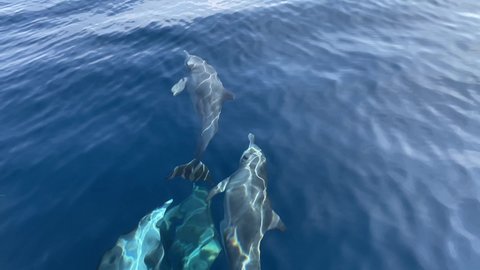 Spinner dolphins swimming. Stenella longirostris is a small dolphin that lives in tropical coastal waters around the world. In this video the dolphins swim and play with the bow of a tourist boat.  