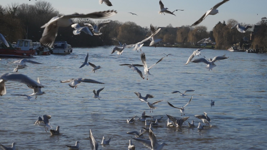 Slow Motion. A flock of seagulls on a river.