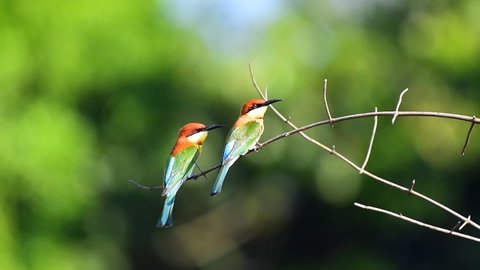 Beautiful and colorful chestnut-headed bee-eater or bay-headed bee-eater at Khao Yai National Park, Pak Chong District, Nakhon Ratchasima, Thailand