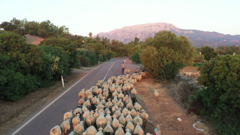 Sardinia, Italy, 15-08-2020: Areal view of flock of sheep running in front of car.
