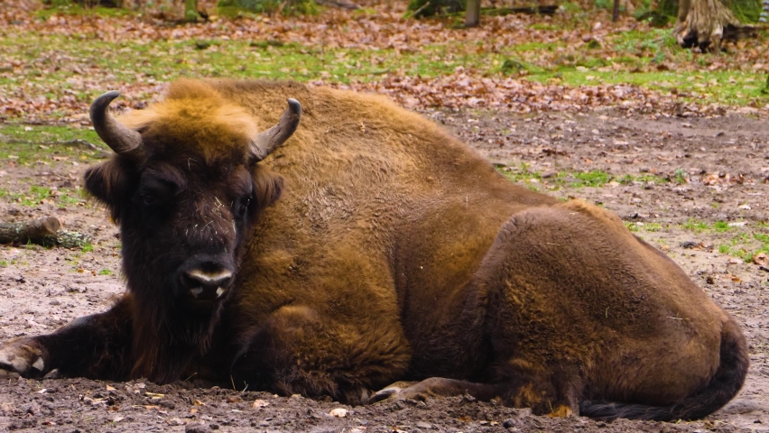 Close up of bison resting on a sunny day in Autumn