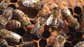 Macro slow motion video of working bees on a honeycomb. Beekeeping and honey production image.