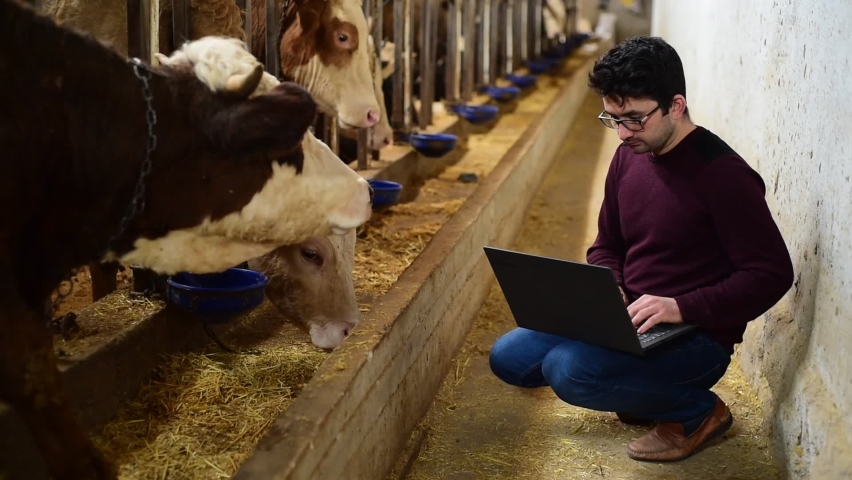 Smart and modern livestock farming concept. Young farmer using a laptop and statistics wireless on a PC app in a modern barn. Reading a dairy cows data ear tag.