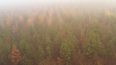 Fog over dense forest with pines and birch trees in autumn at the time of mushroom harvest
