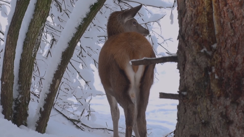 The behavior of deers looking for food in the snowy forests during the winter