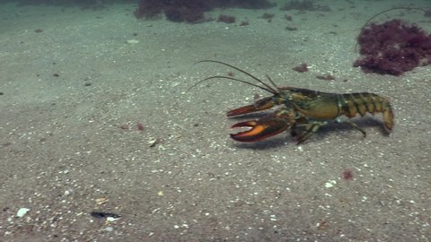 American Claw Lobster in Ocean