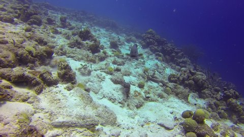 Coral Reef Fish in Ocean