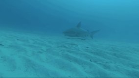Close up deep diving with bull sharks video at the bottom of the sea with divers
