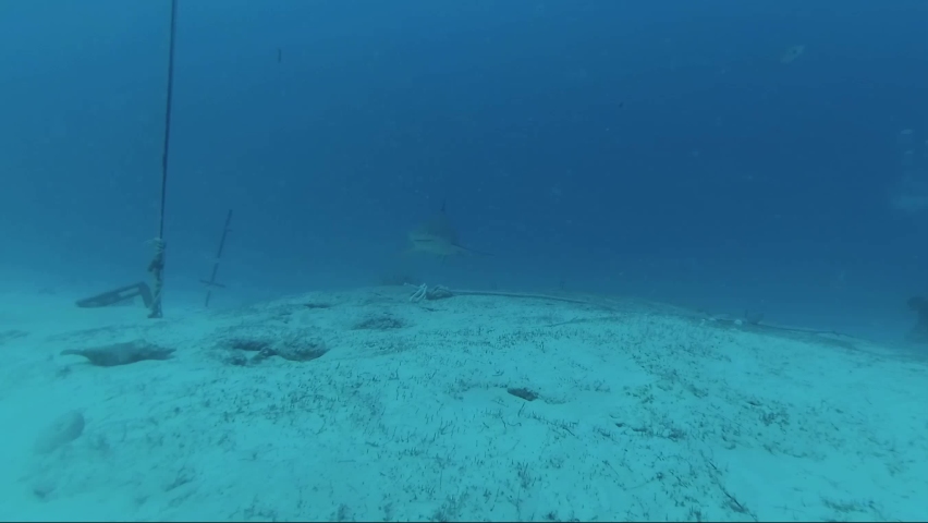 Close up deep diving with bull sharks video at the bottom of the sea with divers
