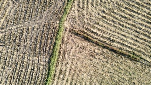 Closeup Zoom out,Flight over the Corn field Harvested fields. Aerial drone shot.