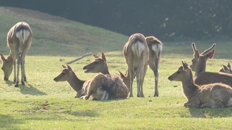 Herd of spotted deer grazing and resting on the meadow with morning light