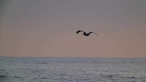 This slow motion video shows a lone pelican bird flying over scenic ocean waters.