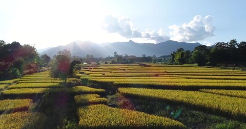 Drones fly over rice fields in the sunset. Yellow agriculture Beautiful summer scenery of rice fields Top view of rice fields farm