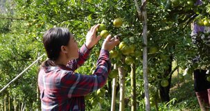 young asian farmer picking tangerines in her garden at Chiang Mai farmland Thailand 4k video
