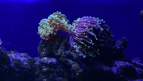 Nice color close up video of pretty anemones in sea coral reef aquarium motion 4k