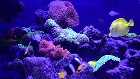 Coral reef aquarium fish anemones close up sea ocean water 4k video