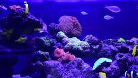 Coral reef aquarium fish anemones close up sea ocean water 4k video