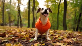 Adoable dog looking to camera and smiling. waiting for toy fetch. Excited jumping playing pounces on toy round blue disc. Autumn weekrnd walk in park. Slow motion video footage Pet clothes orange coat