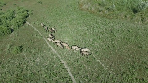 Aerial view, Herd of wild horses grazes on a green meadow. Konik or Polish primitive horse. Top view, 4K-60fps. Ermakov island, Danube Biosphere Reserve in Danube delta, Ukraine