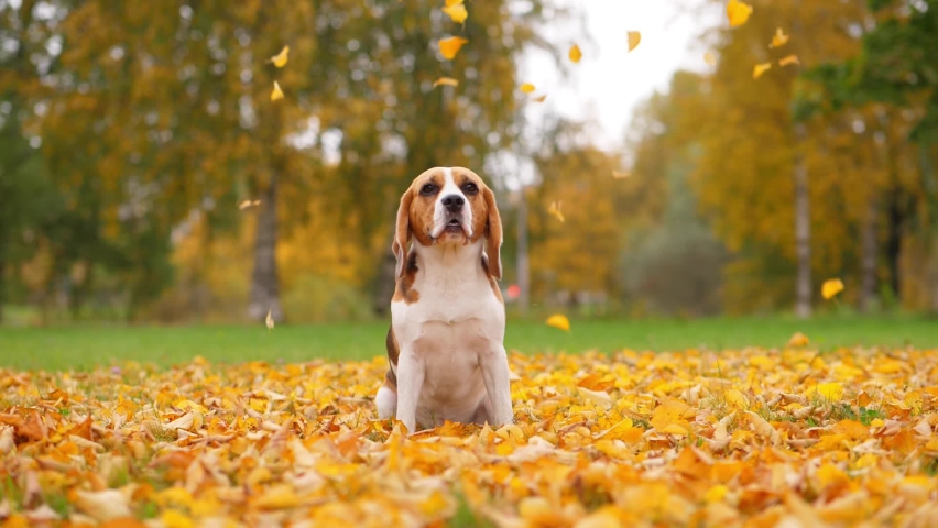 Portrait of pensive dog sitting at autumn park, yellow leaves fall from tree, slow motion shot. Beagle turn head and look up, then go away, looks confused Royalty-Free Stock Footage #1065336136