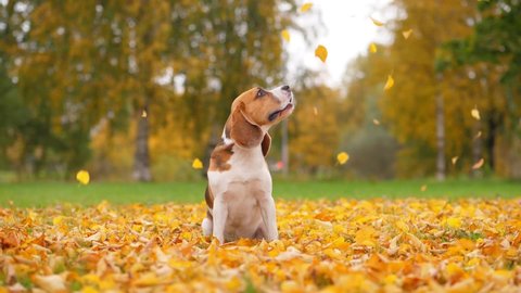 Portrait of pensive dog sitting at autumn park, yellow leaves fall from tree, slow motion shot. Beagle turn head and look up, then go away, looks confused