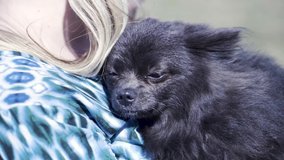 Adorable black German spitz dog enjoying petting owner woman hands. Clip. Close up of a puppy keeping warm in female hands under the wind outdoors.