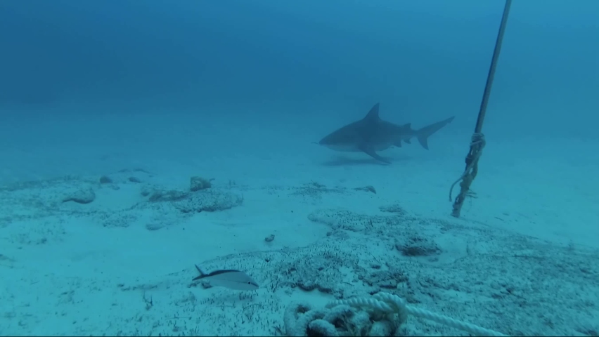 Close up deep diving with bull sharks video at the bottom of the sea with divers
