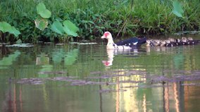 Duck mother leading seventeen juvenile ducklings in a huddle teachings them how to feed in the pond,4K video.
Brood of muscovy duck.
