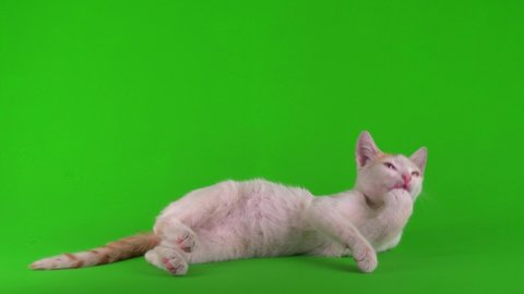 White-red cat kitten plays on a green background screen.