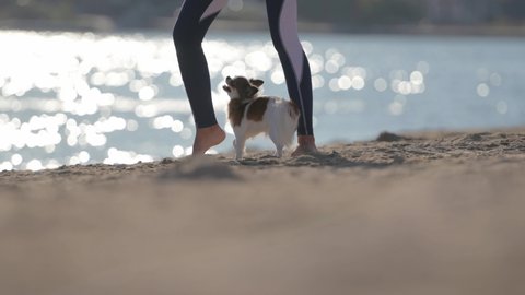 young woman sport legs with little chihuahua pet dog making training on summer sand beach with blue water