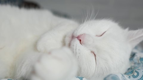 The white cat is enjoying a sweet sleep at home in bed. Shorthair cat.