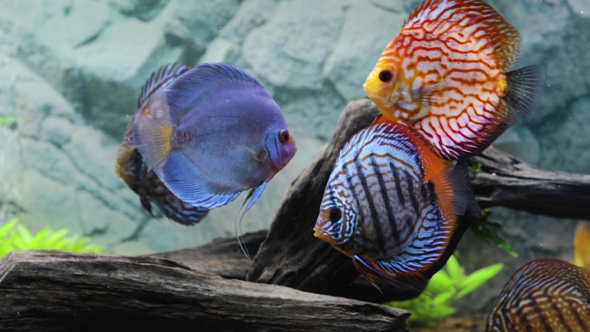 Close up view of discus fish swimming in planted aquarium. Tropical fishes. Beautiful nature backgrounds. Hobby concept. | Shutterstock HD Video #1065357844