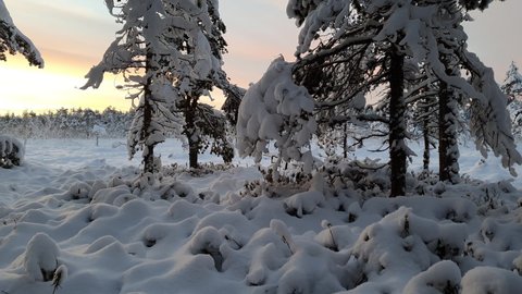 Spectacular sunset view over forest edge and snowy field in snow covered scandinavian forest - absolutely quiet evening, no wind, red orange cold sky in Lapland, Northern Sweden