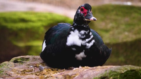 Close up of Muscovy duck sitting on a rock