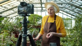Elderly lady blogger is recording video for online blog talking about plants in greenhouse holding pot with flower. Gardening and vlogging concept.