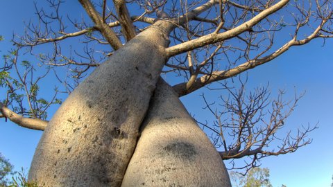 A lone Boab (Baobab) tree stands tall against a clear blue sky in the outback Australian town