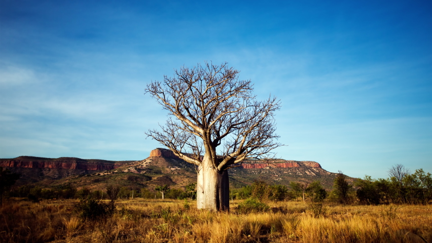 A lone Boab (Baobab) tree stands tall against a clear blue sky in the outback Australian town Royalty-Free Stock Footage #1065378040
