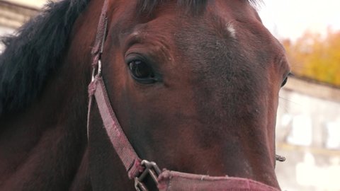 Close-up eyes and details of the face of a thoroughbred brown racehorse. Horse Club. Livestock on the ranch. Selective focus, shallow depth of field