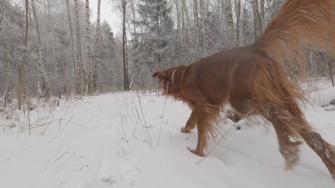 dog has taken trail sniffing ground covered with snow in forest in winter. hunting or service sniffer dog.