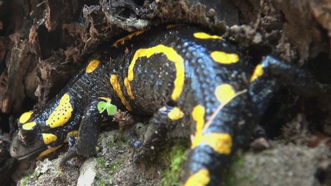 Yellow spotted salamander tries to hide in the forest among the branches and leaves