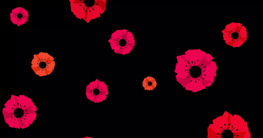 Anzac day. Remembrance Day. Red poppies random falling on black background. Seamless looped video with red poppy flowers. Shot in 4k resolution with 60 Frame per second Royalty-Free Stock Footage #1065389680