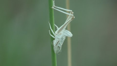 Dropped skin grasshopper on green leaf, Final moult, undergoing metamorphosis from its nymph form to an adult, macro insect on wildlife