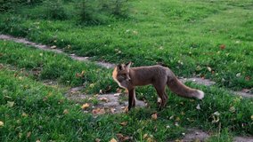 Wild red fox looks around and leaves in the field. Animal in nature habitat, in green environment. High quality 4k footage.