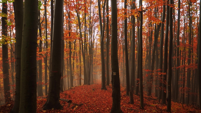 View of a magical autumn in the forest