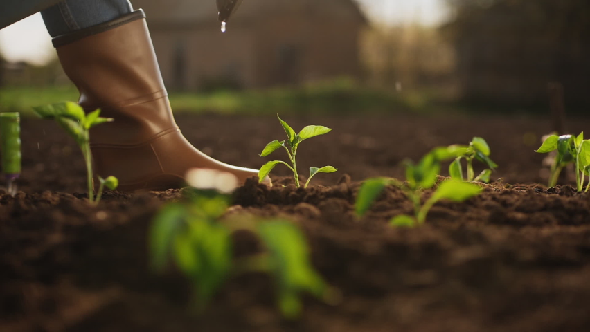 Close-up of farmer with watering can watering green seedlings in the vegetable garden, slow-motion Royalty-Free Stock Footage #1065403882
