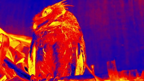 Collared scops-owl (Otus bakkamoena) in scientific high-tech thermal imager on night background