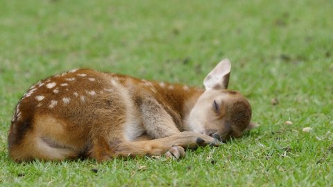 Cute baby deer , newborn fawn sleeping on the green field